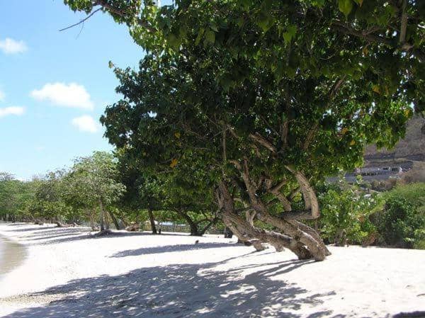 Kalinago Beach Resort — photo 3